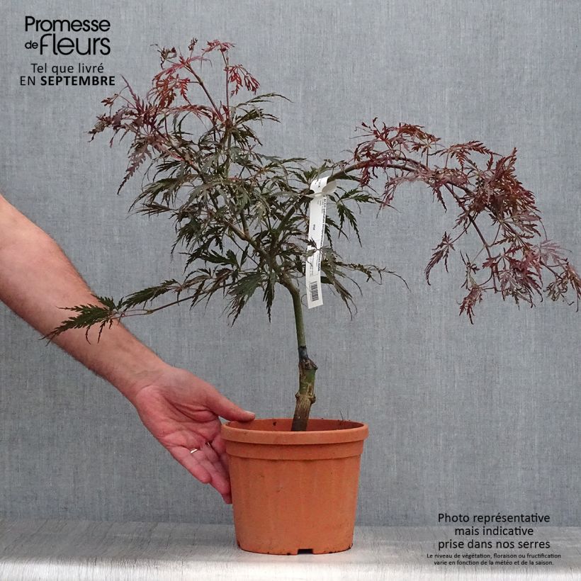 Acer palmatum Dissectum Atropurpureum - Érable du Japon Pot de 3L sample as delivered in autumn