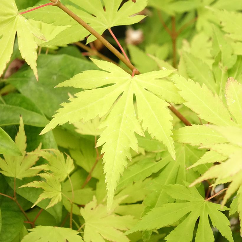 Acer palmatum Orange Dream - Japanese Maple (Foliage)