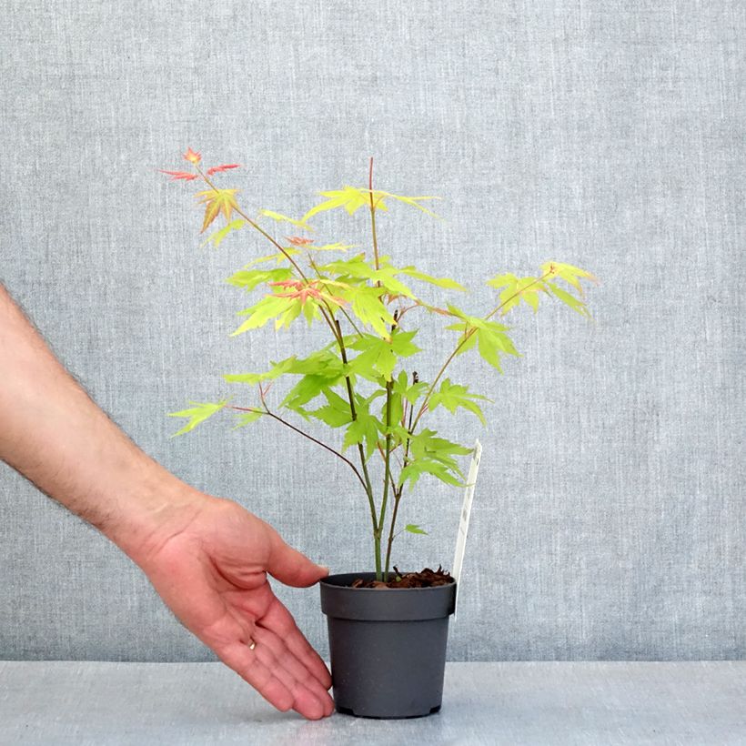 Acer palmatum Orange Dream - Japanese Maple 8/9 cm pot sample as delivered in spring