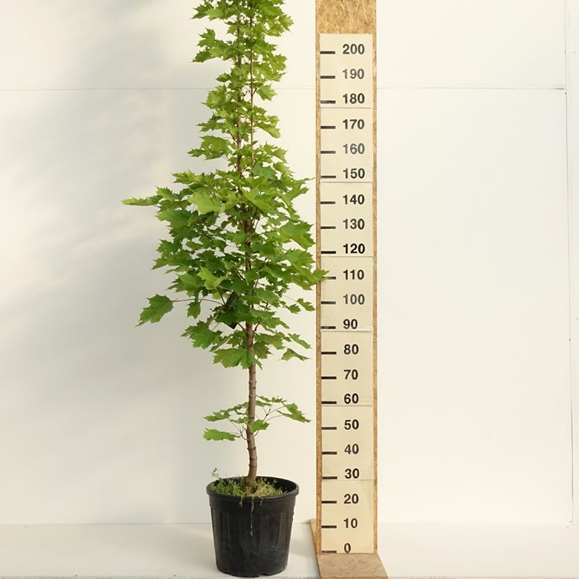 Acer platanoides Columnare - Maple 20L/25L potShipped height around 200/220cm sample as delivered in spring