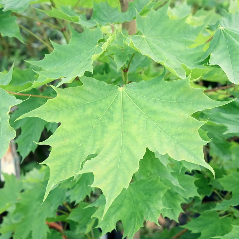 Acer platanoides Columnare - Maple (Foliage)