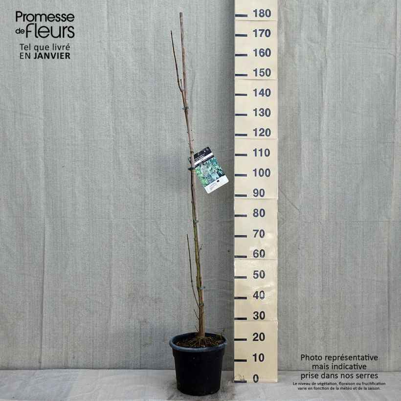 Acer platanoides - Érable plane en pot de 7.5L/10L sample as delivered in winter