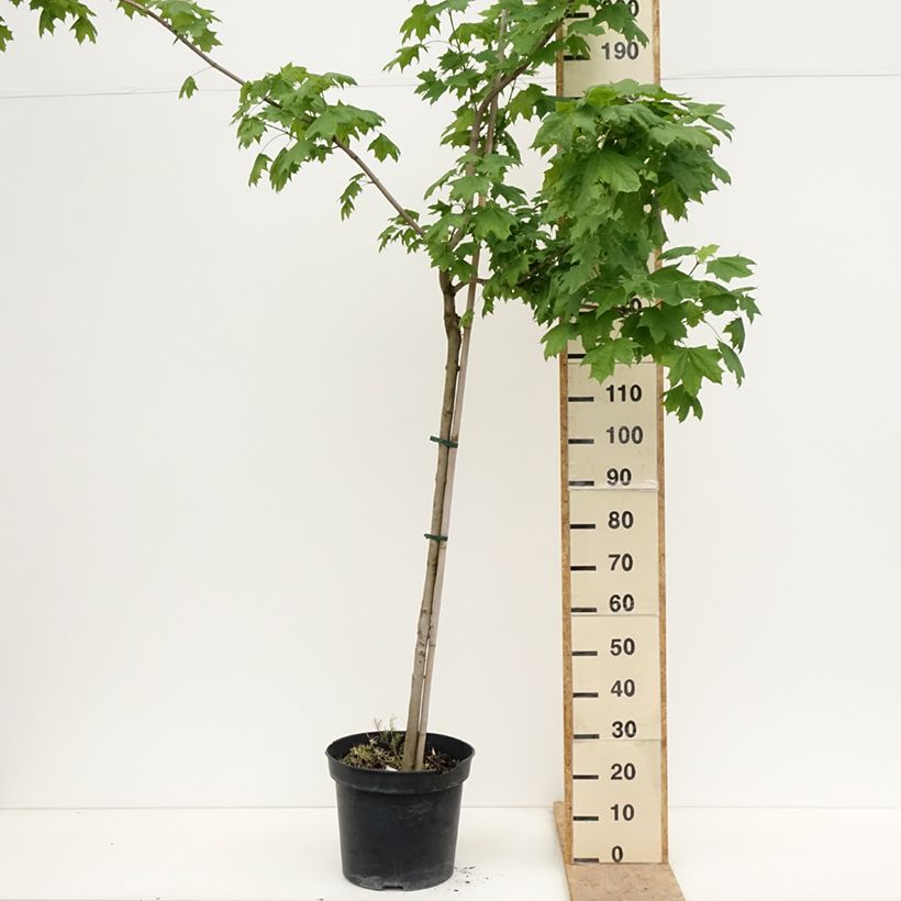 Acer platanoides Maculatum - Norway Maple 7.5L/10L potShipped height around 220/250cm sample as delivered in spring