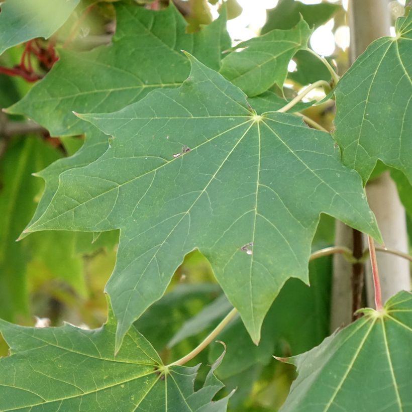 Acer platanoides Maculatum - Norway Maple (Foliage)