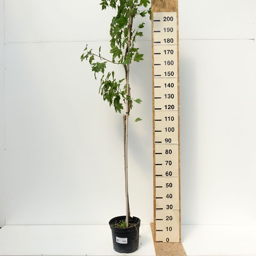 Acer platanoides Maculatum - Norway Maple 7.5L/10L pot sample as delivered in summer