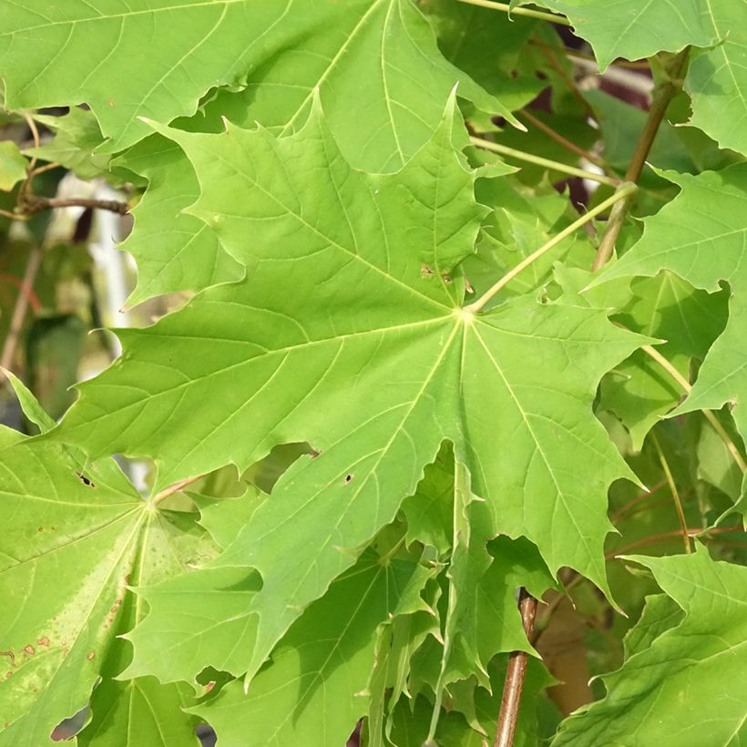 Acer platanoides Princeton Gold - Norway Maple (Foliage)