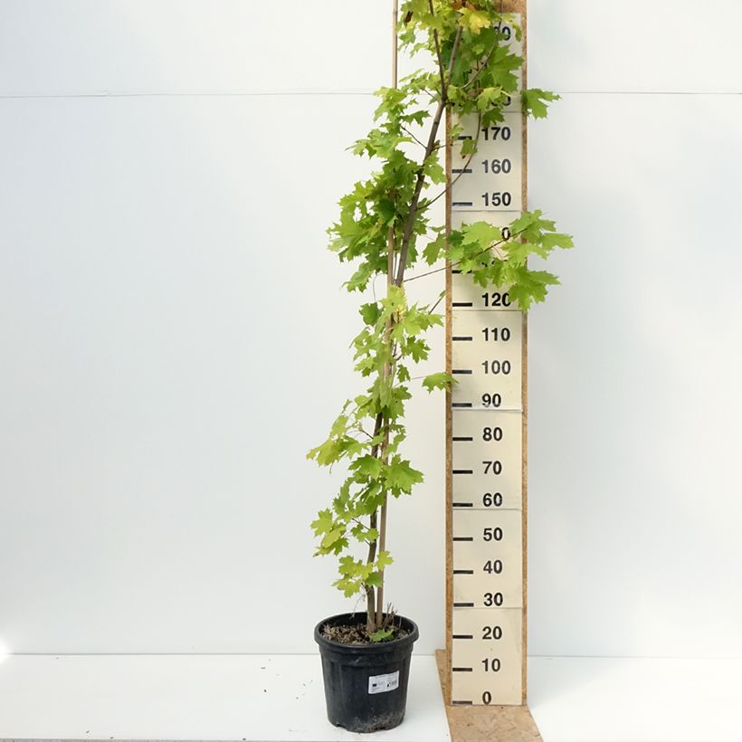Acer platanoides Princeton Gold - Norway Maple 20L/25L pot sample as delivered in summer