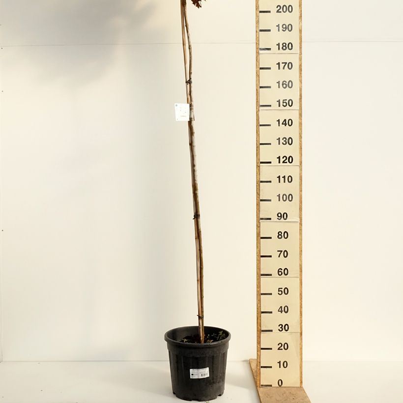 Acer platanoides Purple Globe - Norway maple 20L/25L potShipped height around 220/+cm sample as delivered in spring