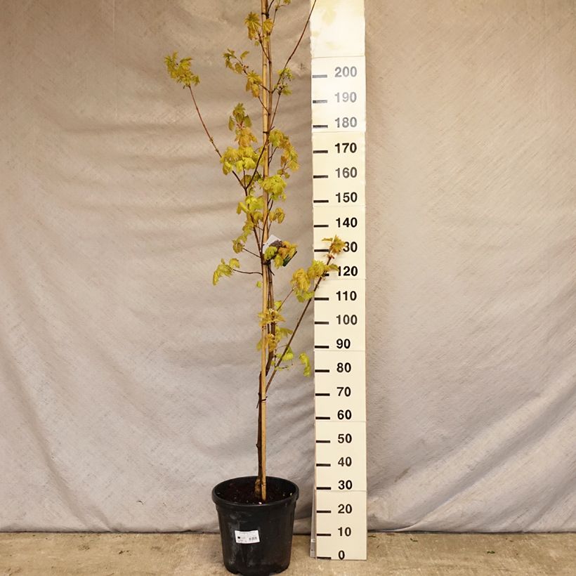 Acer platanoides Royal Red - Maple sample as delivered in spring