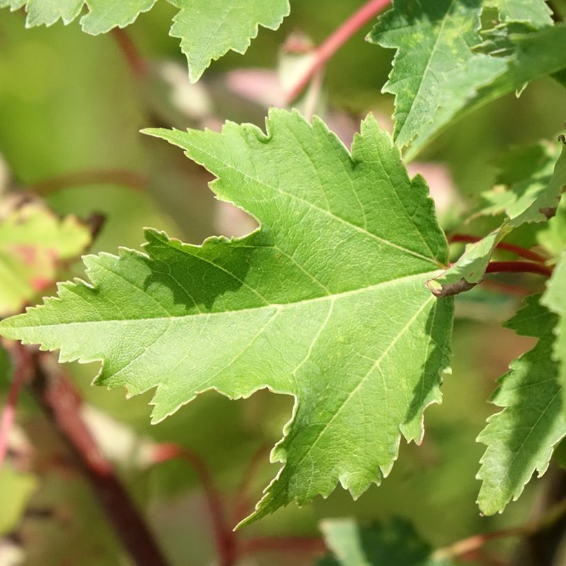 Acer rubrum Armstrong Gold - Red Maple (Foliage)