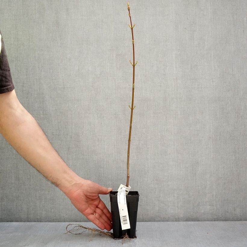 Acer rubrum Armstrong Gold - Red Maple 1L/1.5L potShipped height around 30/40cm sample as delivered in spring