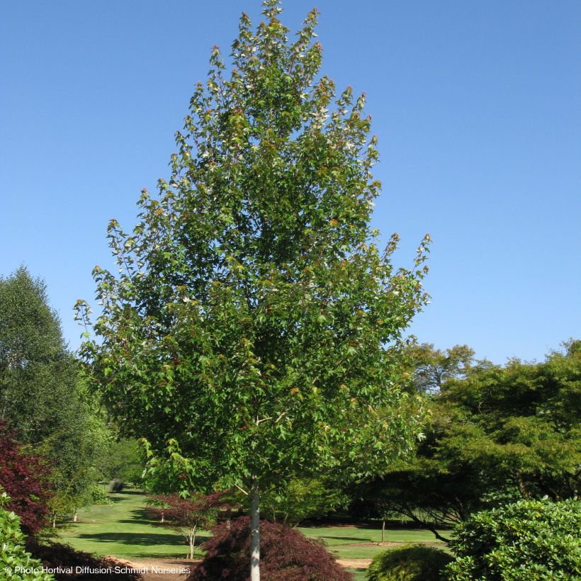 Acer rubrum Redpointe - Maple (Plant habit)
