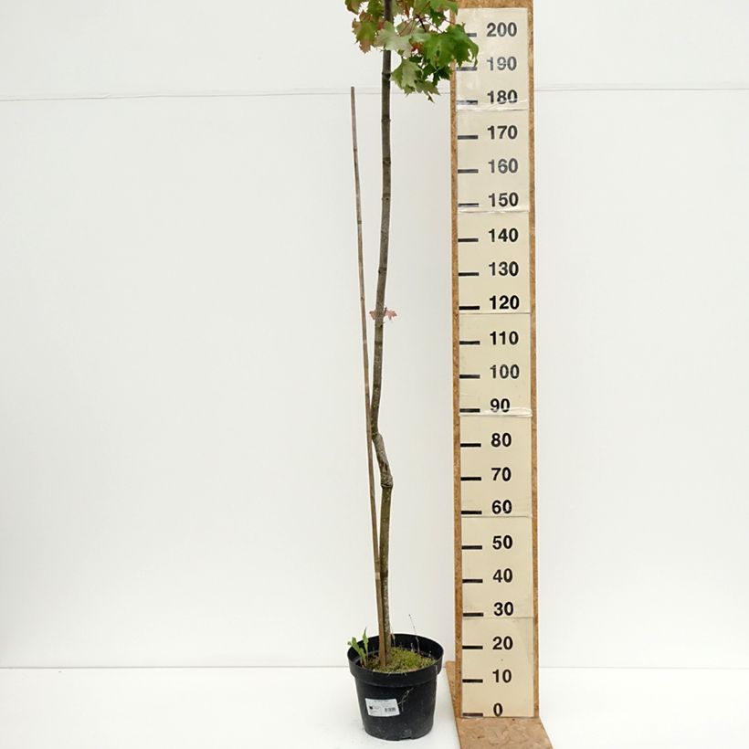 Acer rubrum Sekka - Red Maple 4L/5L pot sample as delivered in summer