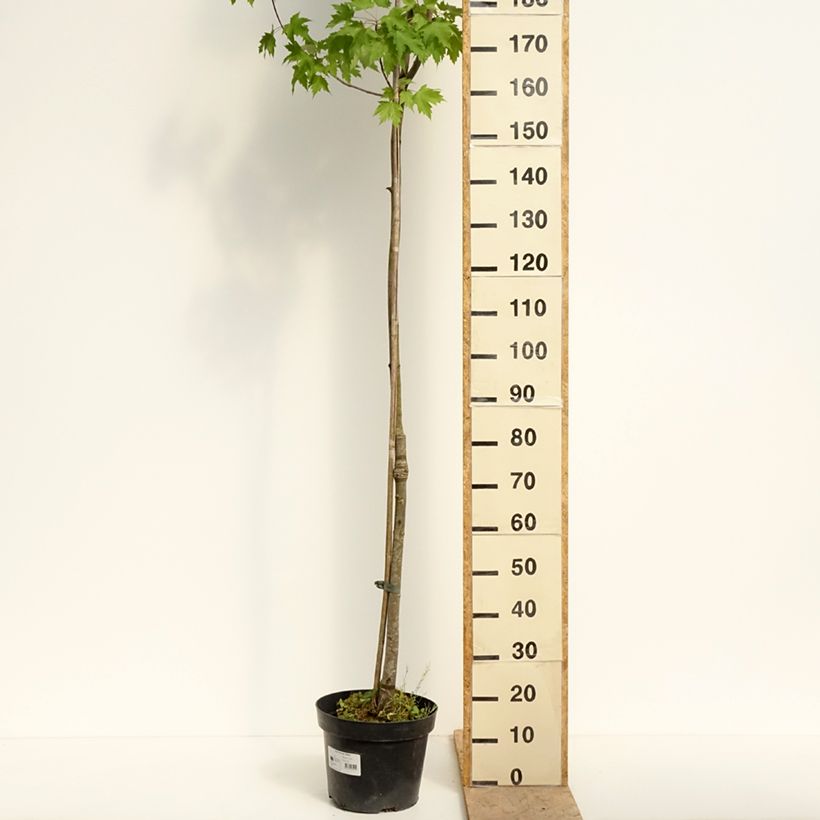 Acer rubrum Sekka - Red Maple 4L/5L potShipped height around 220/250cm sample as delivered in spring