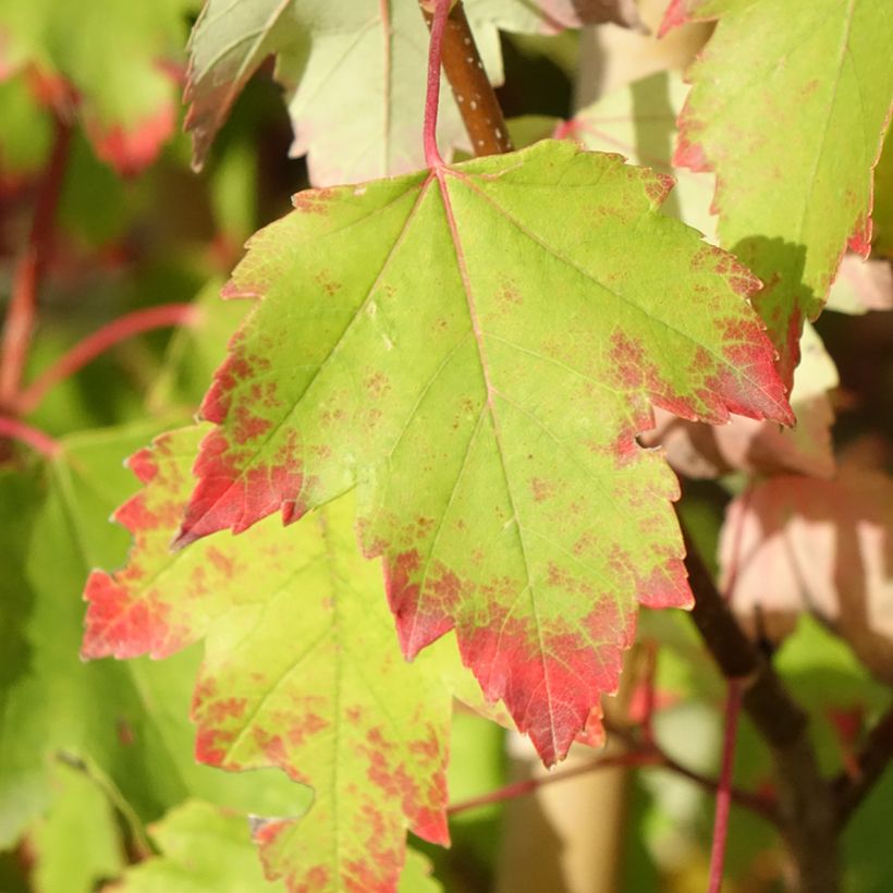 Acer rubrum Sun Valley - Maple (Foliage)