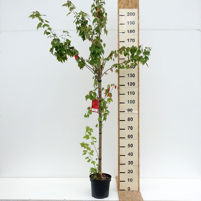 Acer rubrum Sun Valley - Maple 7.5L/10L pot sample as delivered in summer