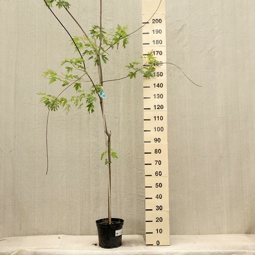 Acer saccharinum Laciniatum Wieri - Maple 4L/5L potShipped height around 180/200cm sample as delivered in summer