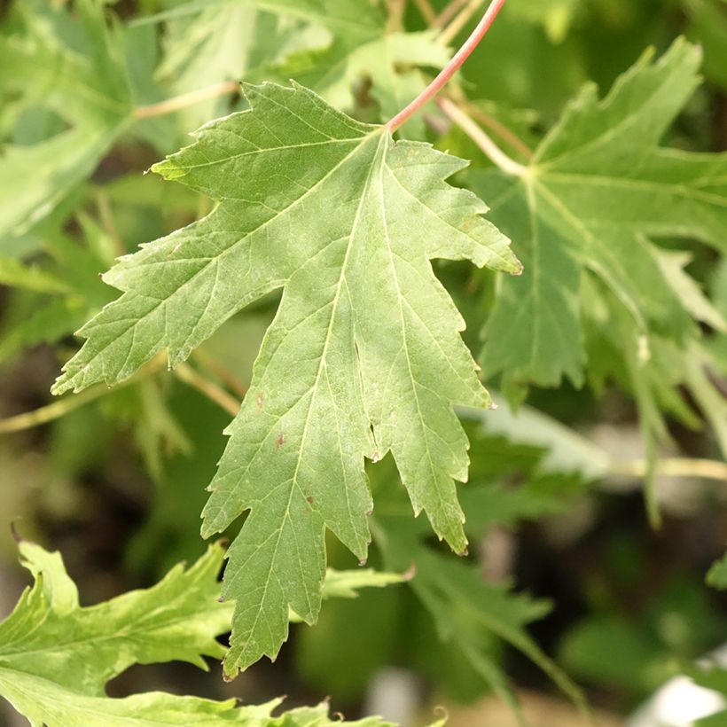 Acer saccharinum Laciniatum Wieri - Maple (Foliage)