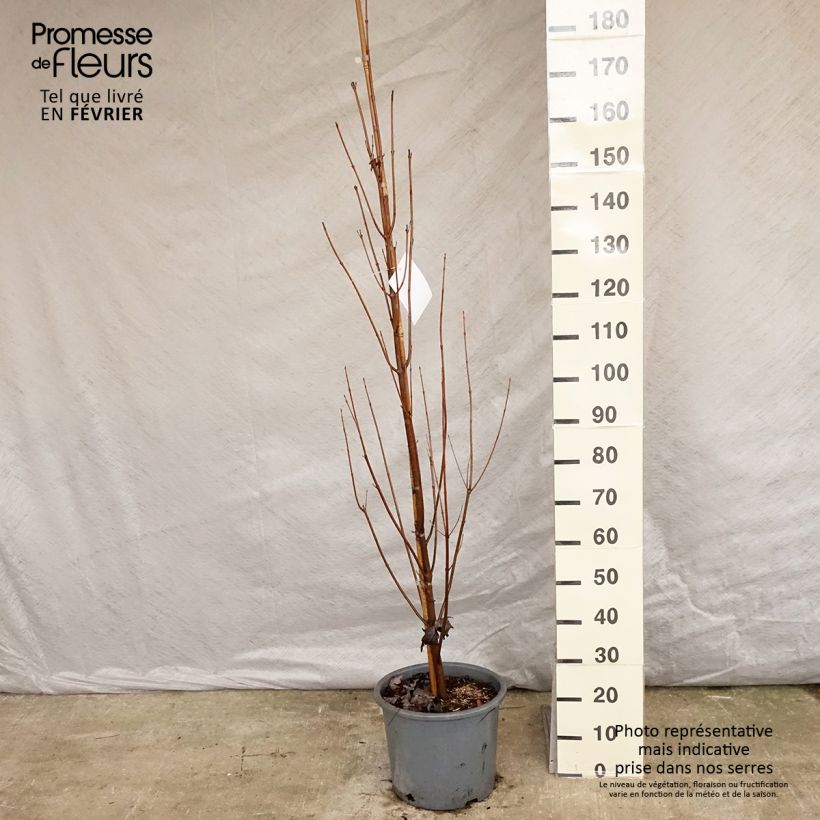 Acer saccharinum Pyramidale - Érable argenté Pot de 15L sample as delivered in winter