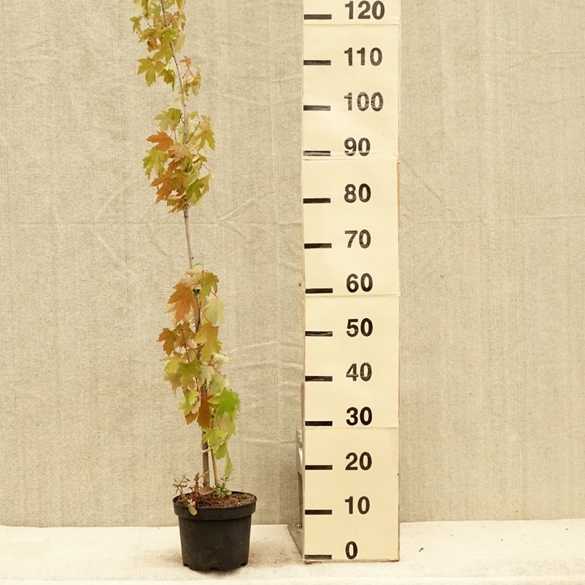 Acer saccharinum Pyramidale - Maple 3L/4L pot sample as delivered in summer