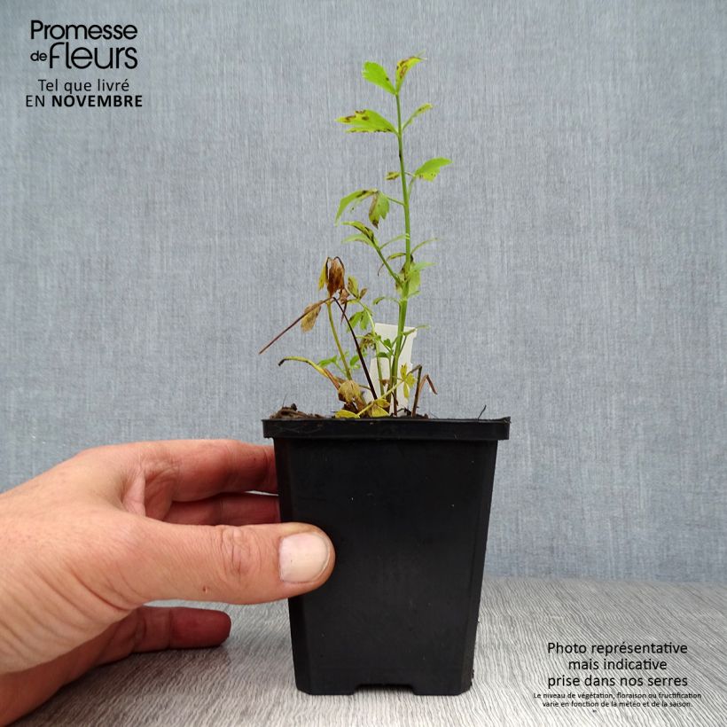 Levisticum officinale 8/9 cm pot sample as delivered in autumn