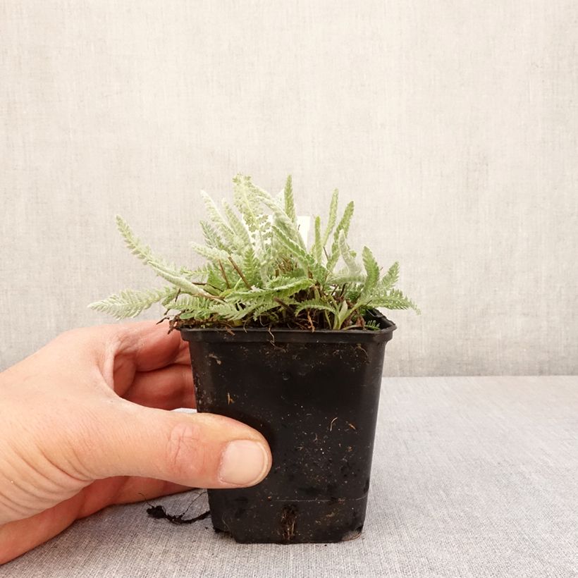 Achillea clypeolata - Achillée  Godet de 8/9 cm sample as delivered in spring