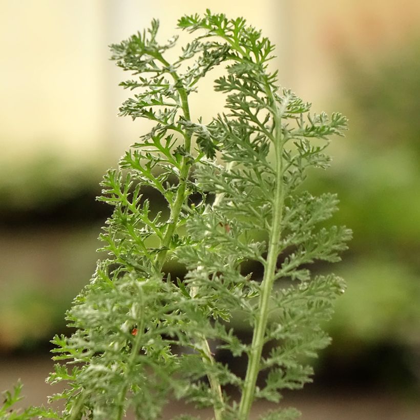 Achillea clypeolata Little Moonshine (Foliage)