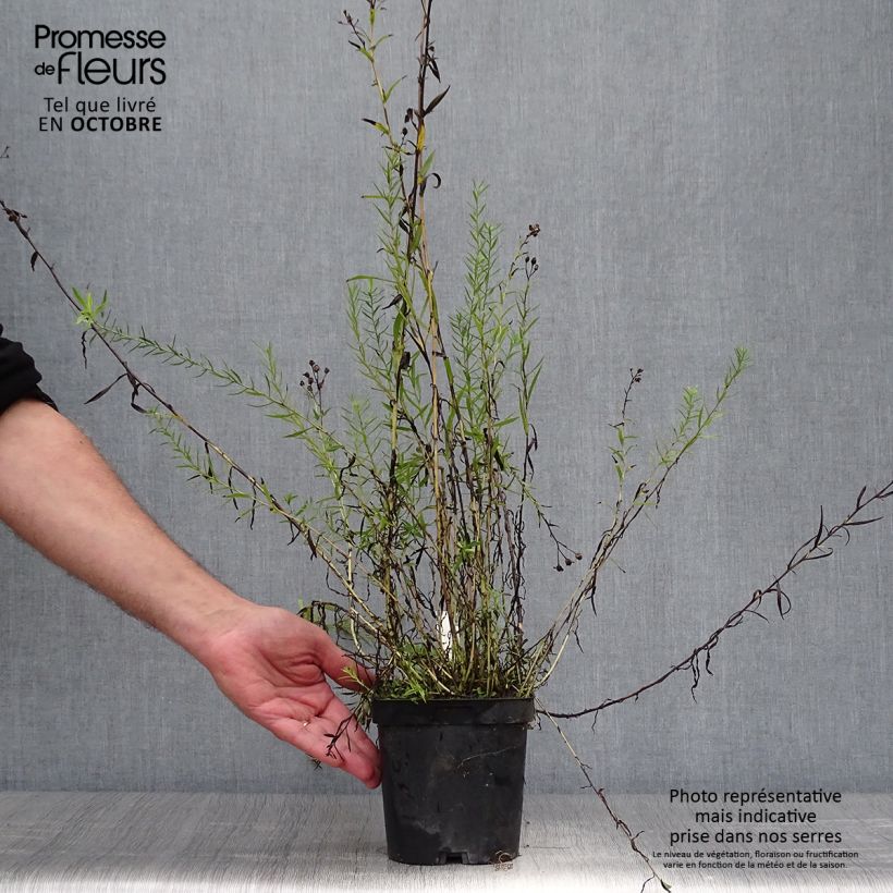 Achillea ptarmica Boule de Neige - Bouton d'argent Pot de 2L/3L sample as delivered in autumn