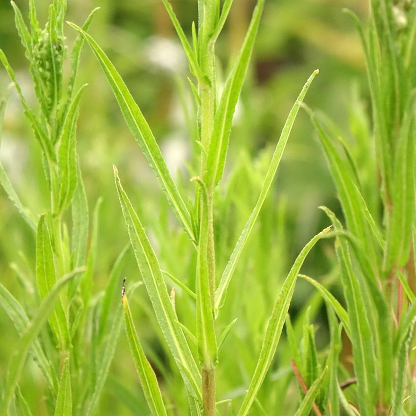 Achillea ptarmica Boule de Neige (Foliage)