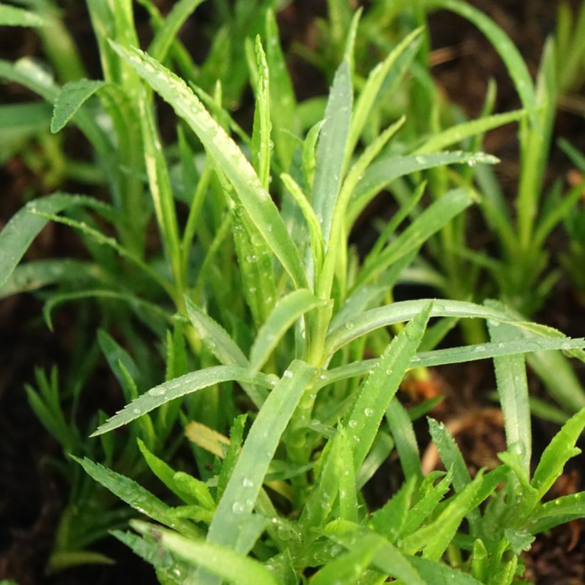 Achillea ptarmica (Foliage)