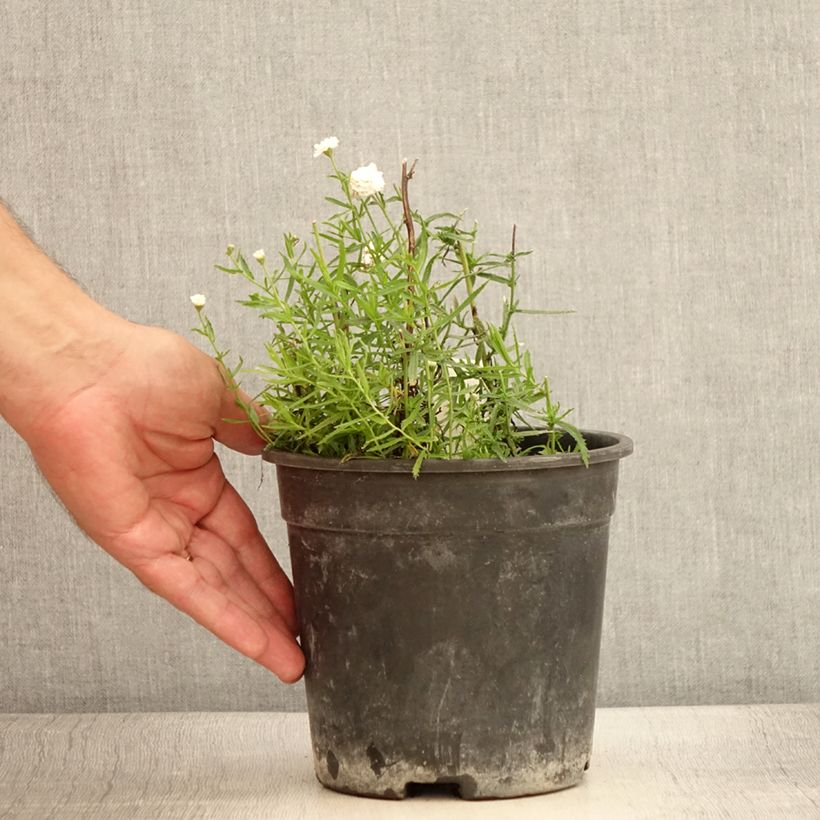 Achillea ptarmica Diadem - Bouton d'argent - Pot de 2L/3L sample as delivered in summer