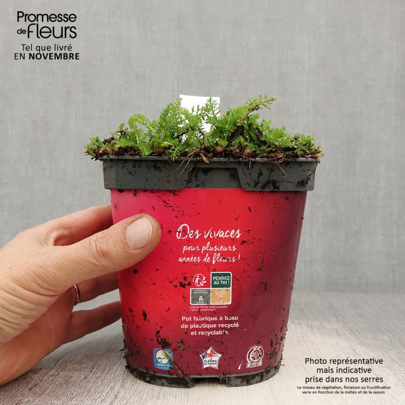 Achillée Desert Eve Red Pot de 2L/3L sample as delivered in autumn