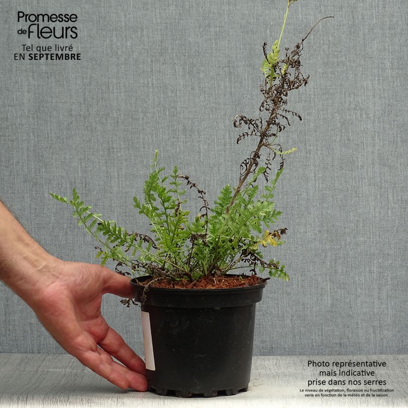 Achillea fillipendulina Cloth of Gold 2L/3L pot sample as delivered in autumn