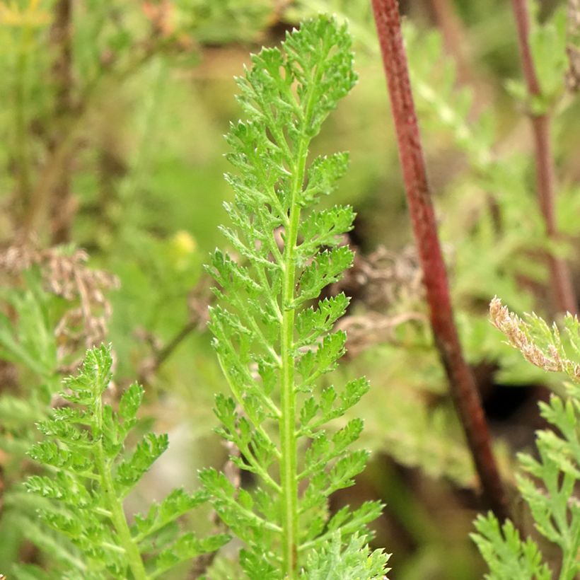 Achillea millefolium Cassis (Foliage)