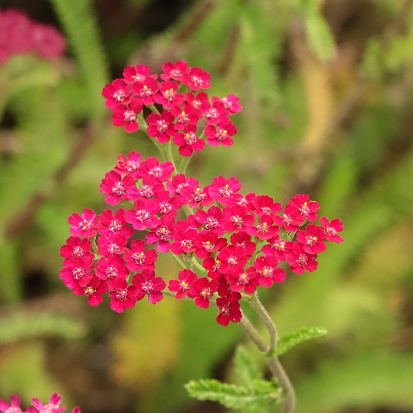 Achillea millefolium Cassis (Flowering)