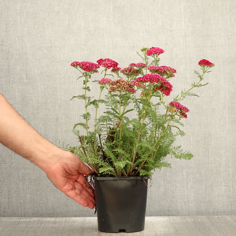Achillea millefolium Apricot Delight 2L/3L pot sample as delivered in summer