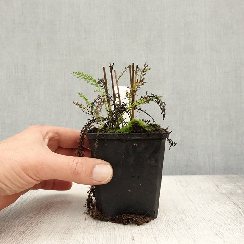 Achillea millefolium Wonderful Wampee 8/9 cm pot sample as delivered in autumn