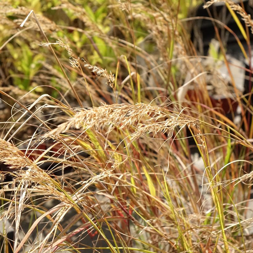 Stipa calamagrostis Allgäu - Silver Feather Grass (Flowering)