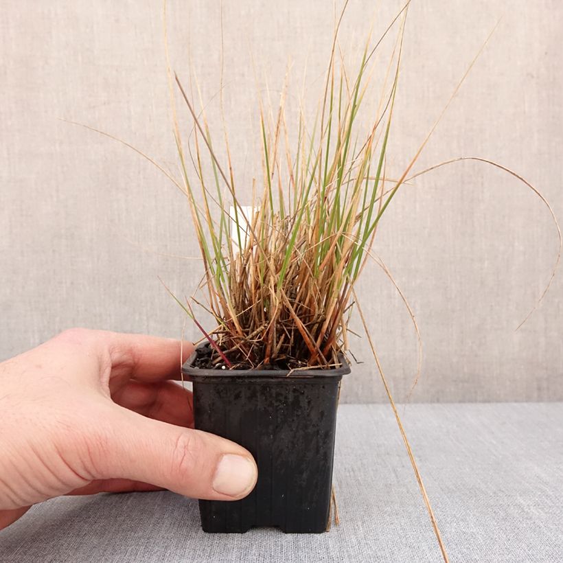 Stipa calamagrostis Allgäu - Silver Feather Grass 8/9 cm pot sample as delivered in winter