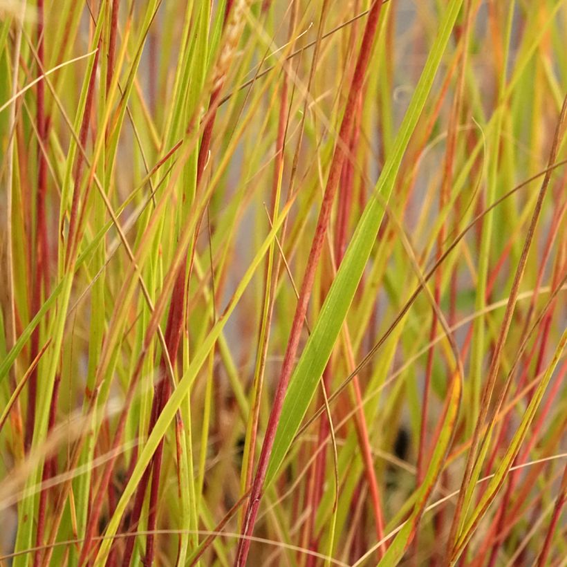 Stipa calamagrostis Allgäu - Silver Feather Grass (Foliage)