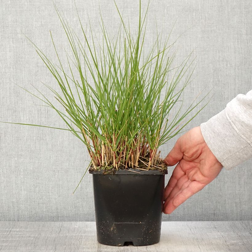 Stipa calamagrostis Allgäu - Silver Feather Grass sample as delivered in spring