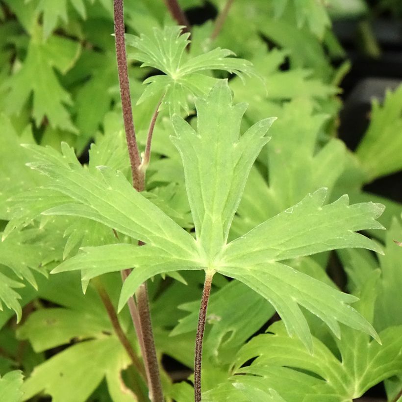 Aconitum Purple Sparrow (Foliage)