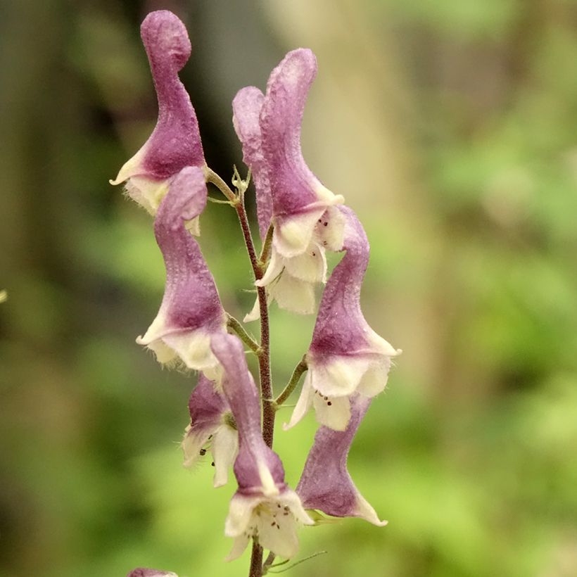 Aconitum Purple Sparrow (Flowering)