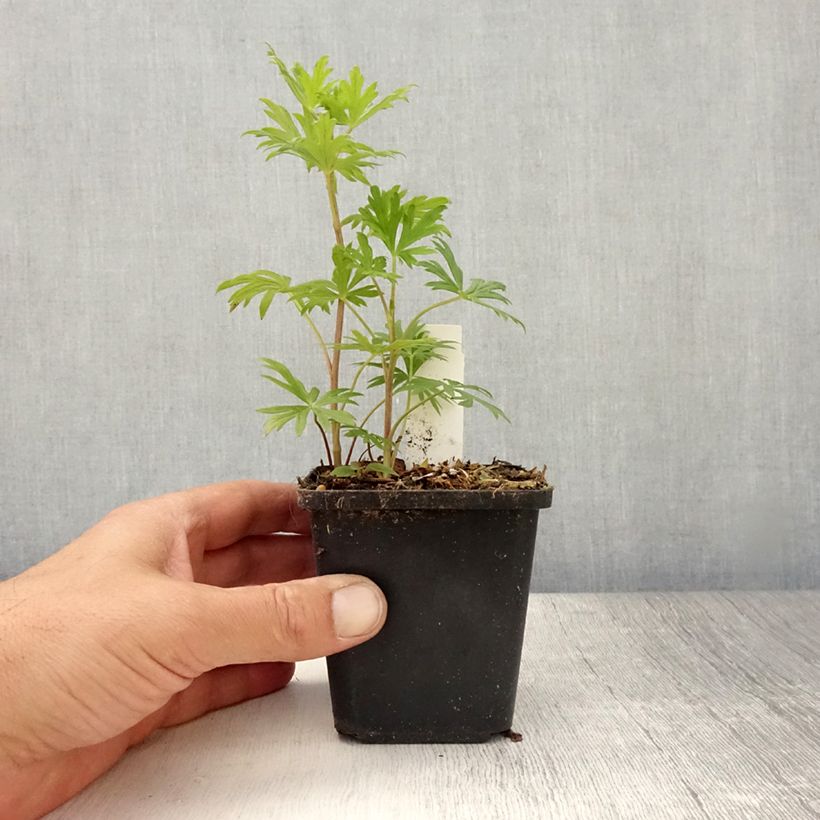 Aconitum henryi Sparks Variety 8/9 cm pot sample as delivered in summer