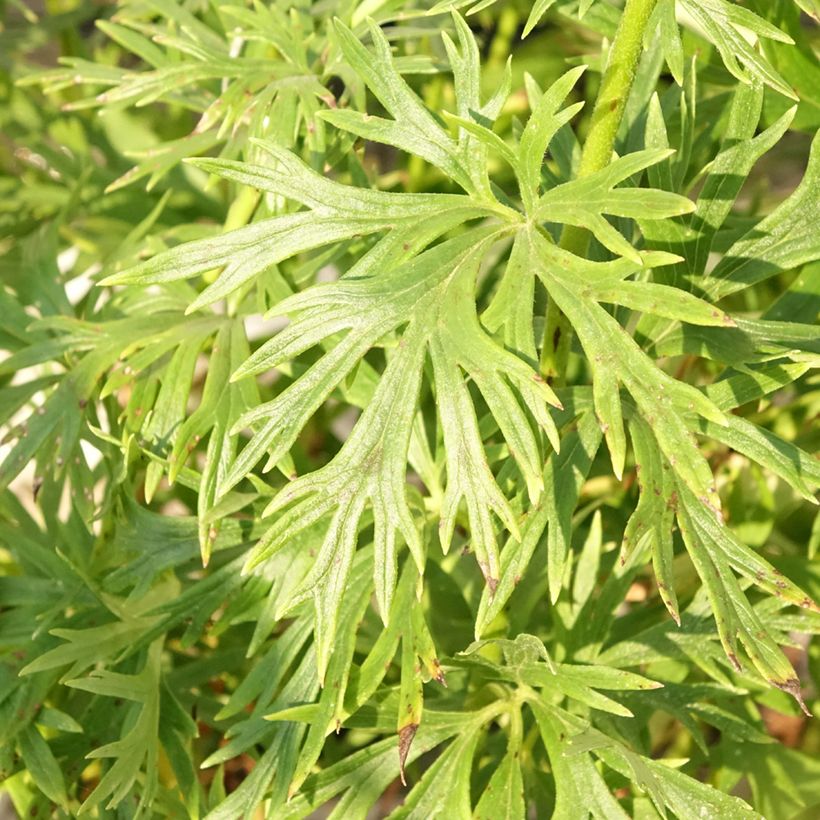 Aconitum napellus Album (Foliage)