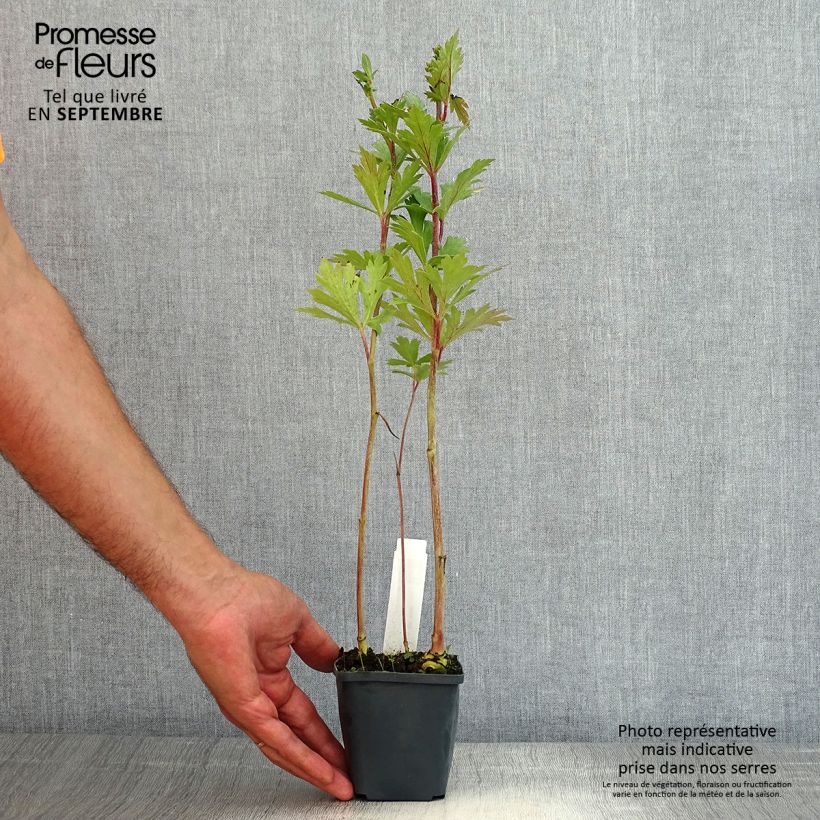 Aconitum carmichaelii Cloudy 8/9 cm pot sample as delivered in summer
