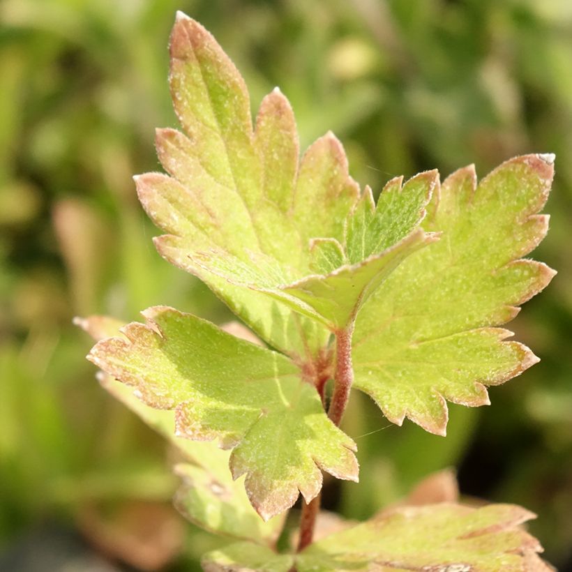 Aconitum carmichaelii Cloudy (Foliage)