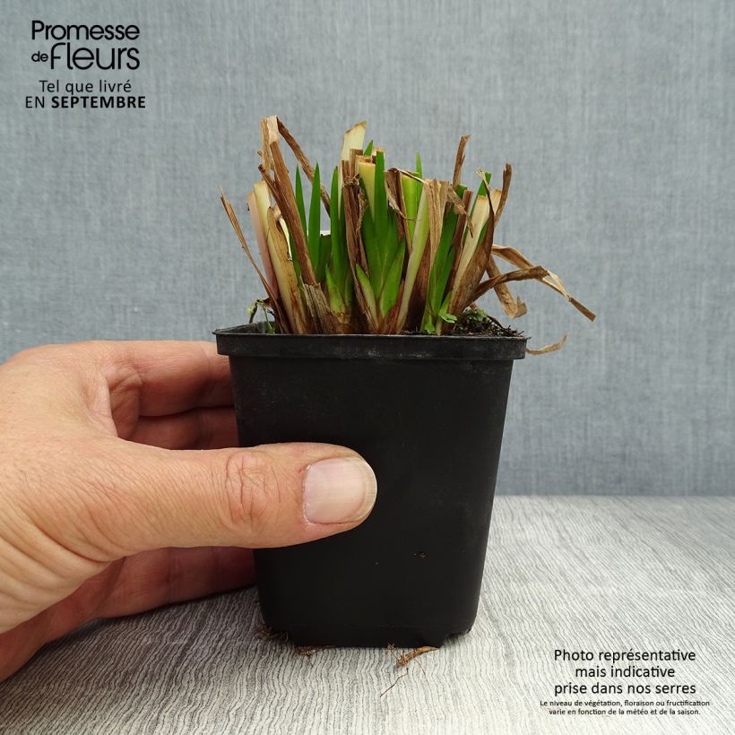 Acorus calamus 8/9 cm pot sample as delivered in autumn