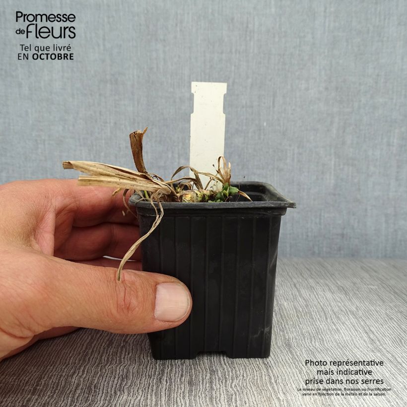Acorus calamus Variegatus 8/9 cm pot sample as delivered in autumn
