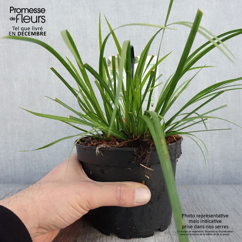 Acorus gramineus Licorice 1.5L/2L pot sample as delivered in autumn